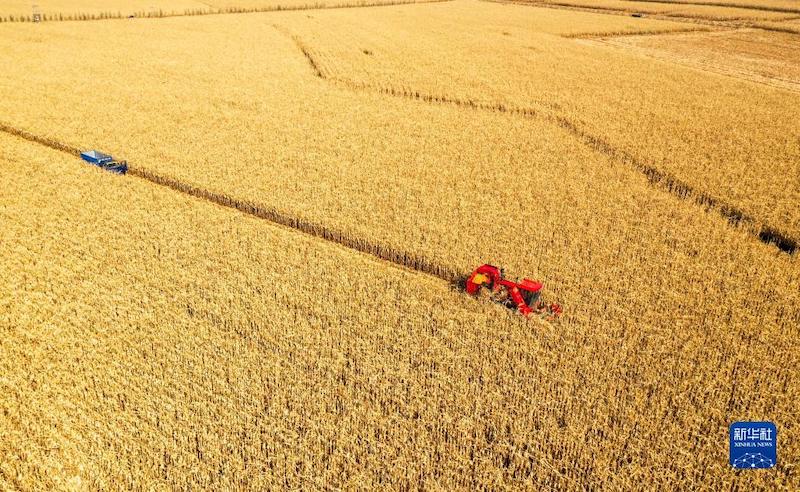 Une récolte exceptionnelle de ma s à Tongliao, en Mongolie intérieure