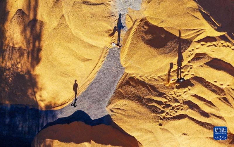 Une récolte exceptionnelle de ma s à Tongliao, en Mongolie intérieure