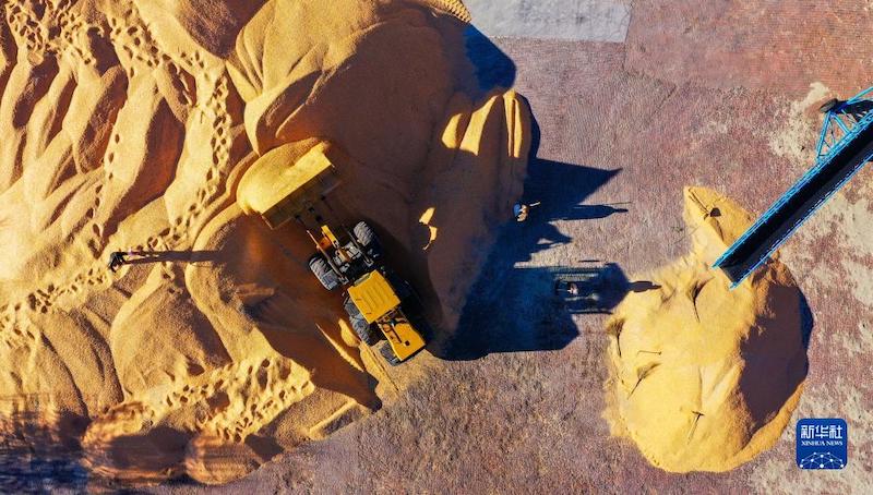 Une récolte exceptionnelle de ma s à Tongliao, en Mongolie intérieure