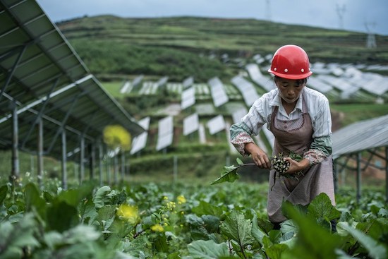 Un villageois cueille des légumes dans une centrale photovolta？que du comté autonome Yi, Hui et Miao de Weining, à Bijie, dans la province du Guizhou (sud-ouest de la Chine), le 24 ao？t 2021. (Photo / Xinhua)