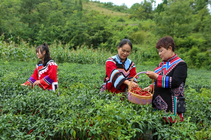 La récolte de piments bat son plein dans le sud-ouest de la Chine