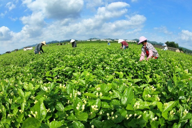 L'industrie du jasmin encourage la revitalisation rurale au Guangxi