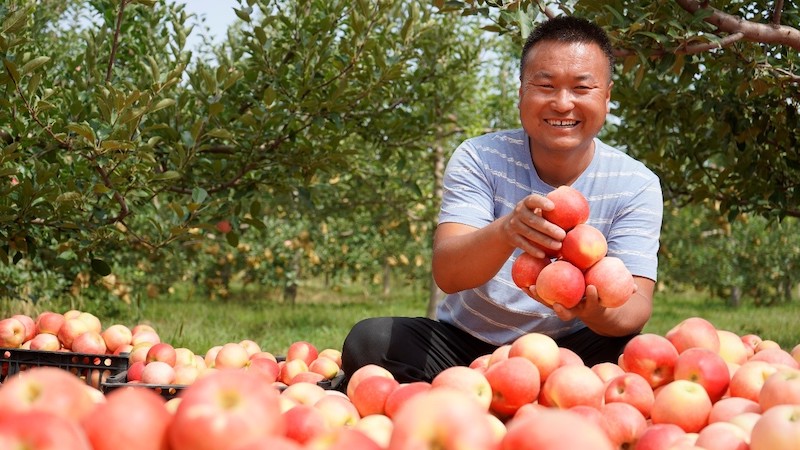 Shaanxi : les agriculteurs occupés à la récolte des pommes à Yulin