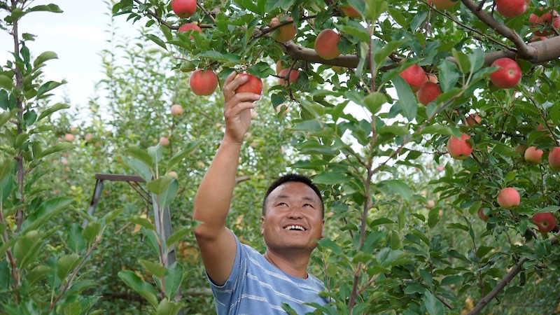 Shaanxi : les agriculteurs occupés à la récolte des pommes à Yulin