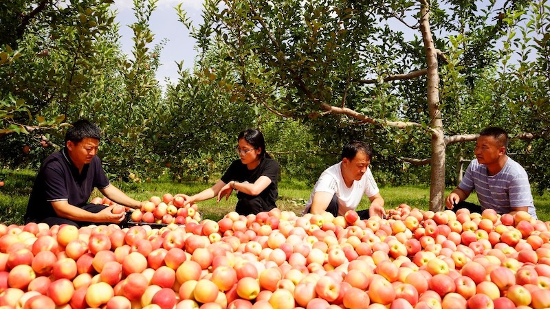 Shaanxi : les agriculteurs occupés à la récolte des pommes à Yulin