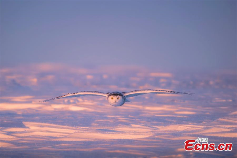 Un harfang des neiges ressemblant à Hedwige dans Harry Potter fait son apparition en Mongolie intérieure