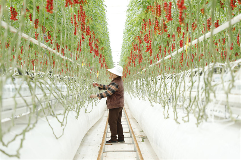 Plus de 2 tonnes de tomates sont récoltées chaque jour dans la serre intelligente du parc agricole circulaire sino-fran？ais de Nanchong