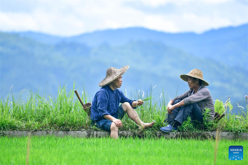 Guizhou : un dipl？mé universitaire se consacre à la recherche et à la protection des anciennes variétés de cultures à Liping