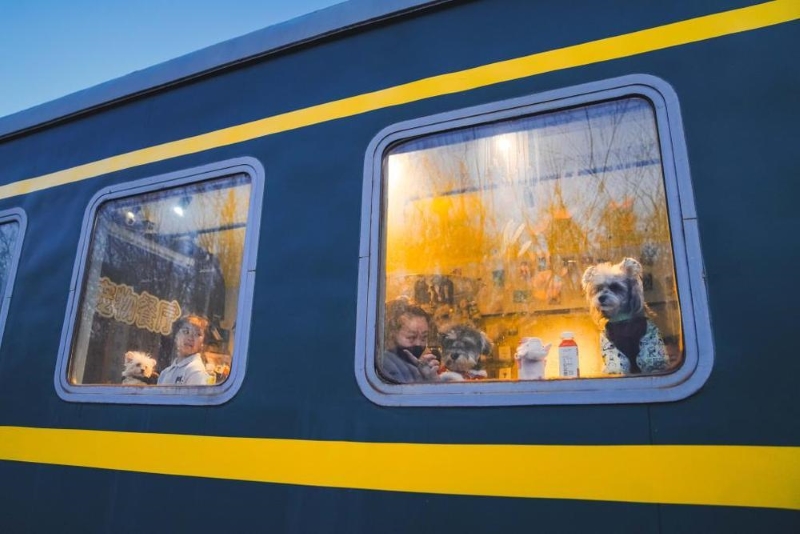Comment les animaux de compagnie ont pris une part croissante dans les célébrations familiales du Nouvel An en Chine