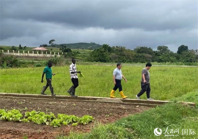 Les experts chinois en technologies agricoles au Nigeria : travailler dur et cultiver des champs prometteurs