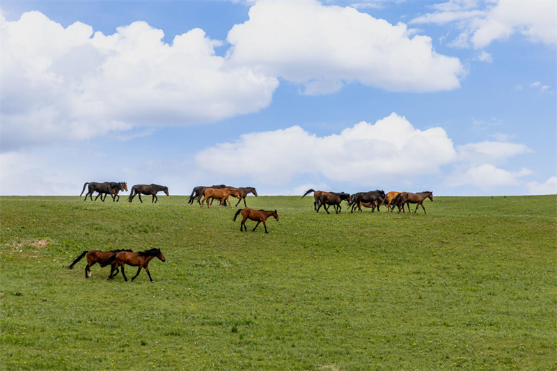 Gansu : des chevaux au galop dans une nature préservée au pied des monts Qilian