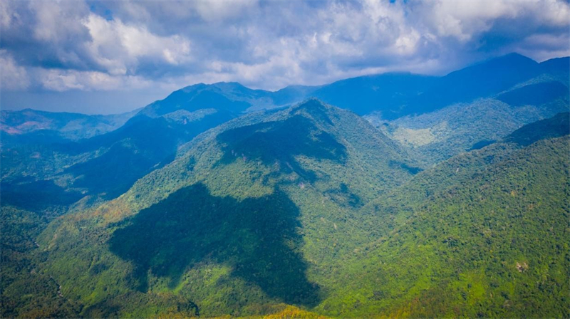 La région de Wuzhishan du Parc national de la forêt tropicale humide de Hainan. (Photo / Bureau de gestion du Parc national de la forêt tropicale humide de Hainan)