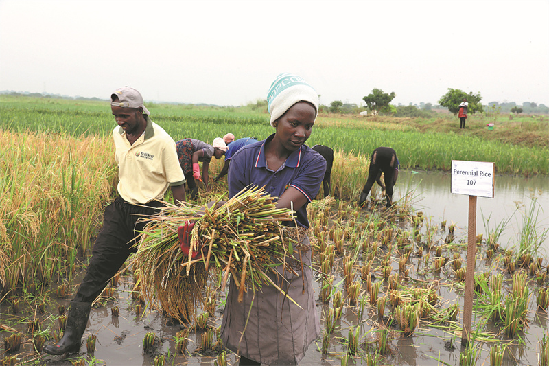 Des agriculteurs ougandais récoltent