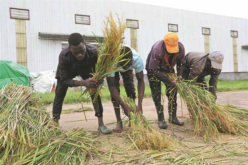 Des agriculteurs locaux collectent le riz récolté