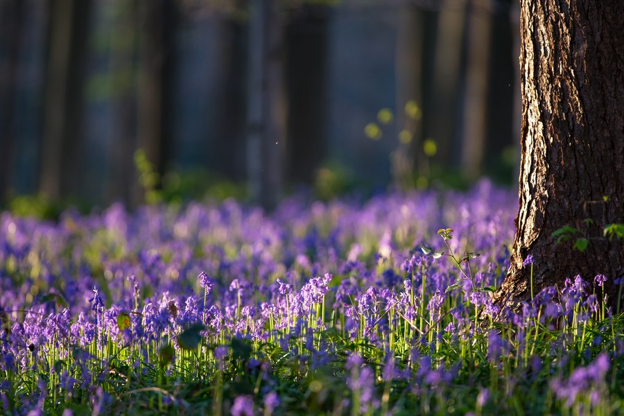 La Pleine Saison Des Jacinthes Des Bois Dans La Capitale Belge La Jeunesse De La Chine